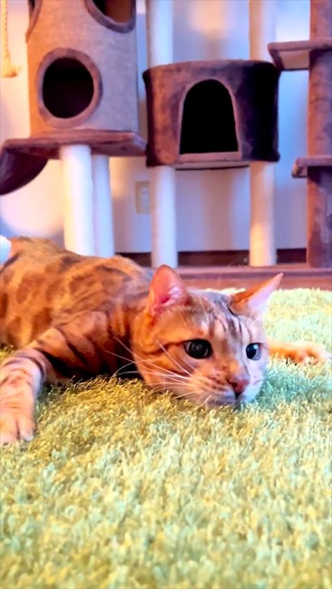 伏せしてる猫ちゃん斜め前からアップ