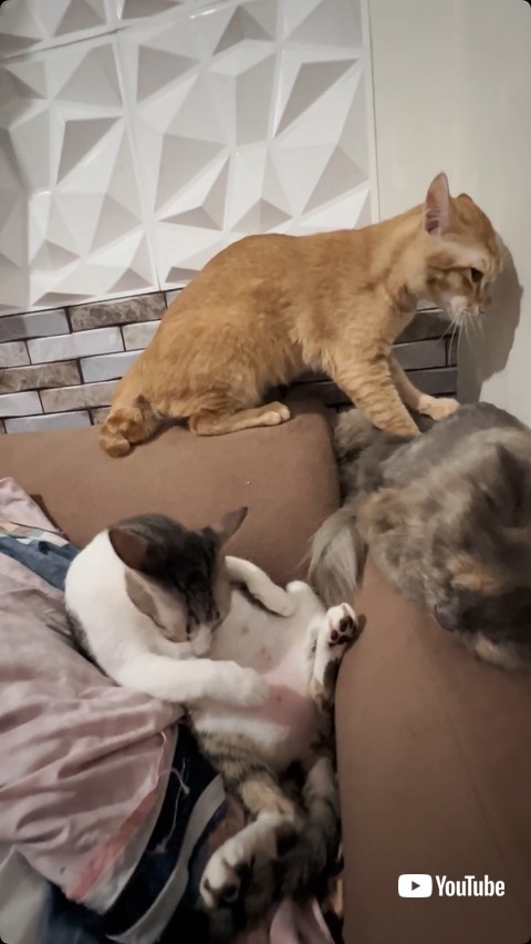 グレーの猫にマッサージする猫