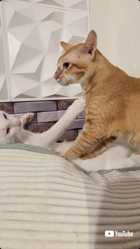 マッサージを止めようとする猫