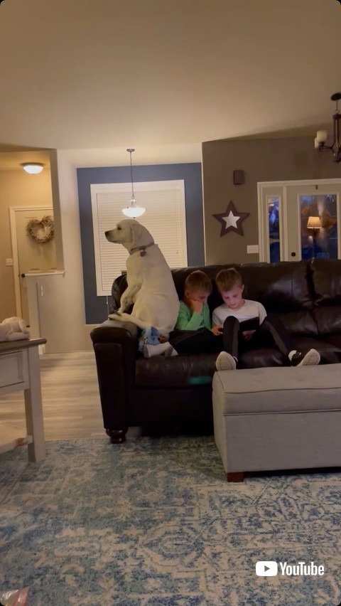 割り込もうとする犬