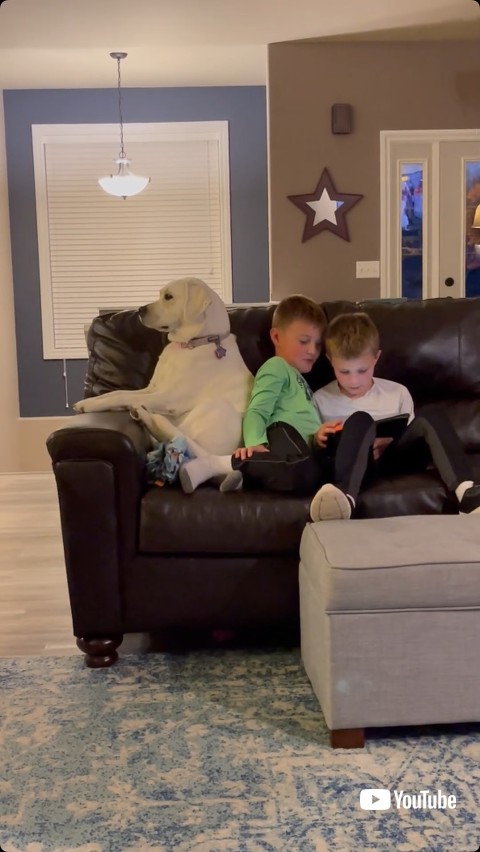 気に留めない犬と子どもたち