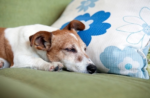 ペット手帳　ベストショット