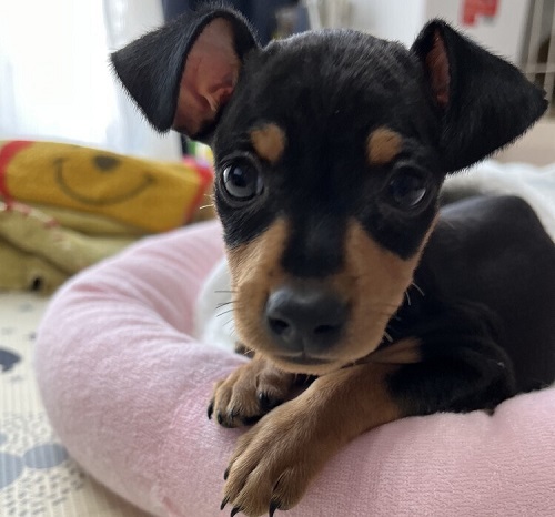 ペット手帳　ベストショット