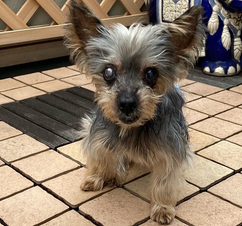 ペット手帳　ベストショット