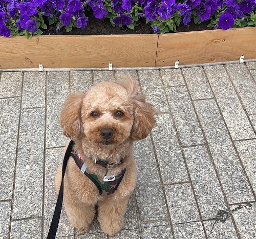 ペット手帳　ベストショット