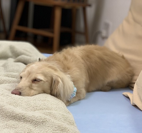 ペット手帳　ベストショット