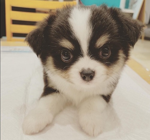 ペット手帳　ベストショット