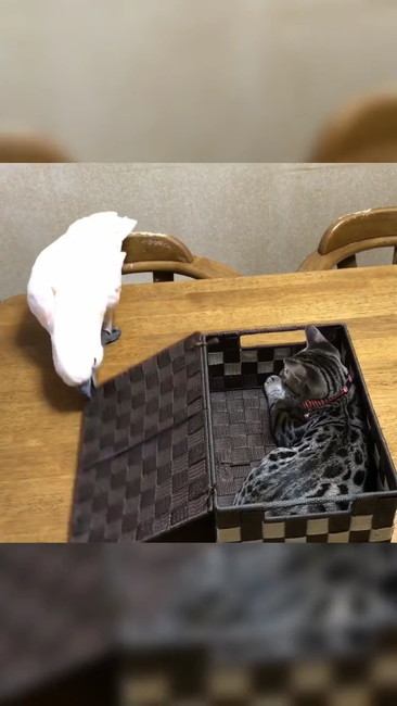 フタの端をくわえ