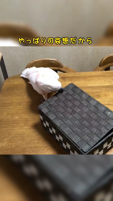 やっぱりかわいそう