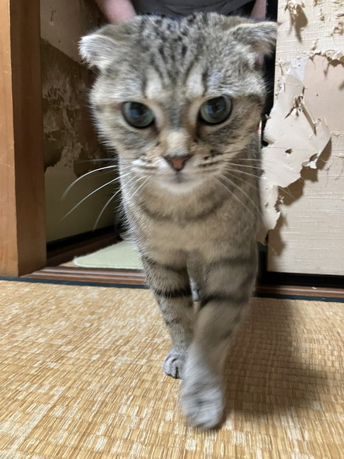 猫ちゃん正面