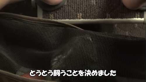 福岡から東京にきた猫