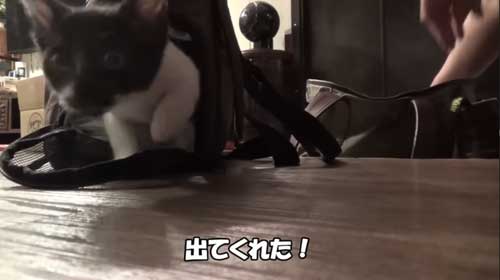 静かに見守るヒロシさんと子猫