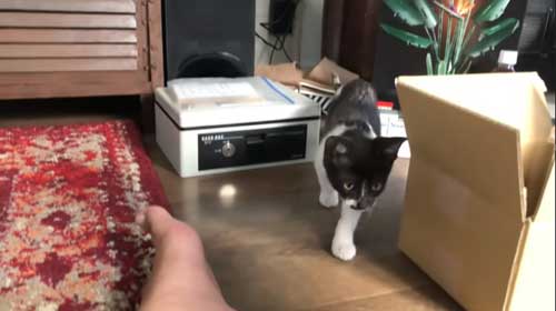 慣れてきた子猫