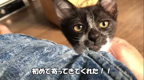 信頼し始めた子猫
