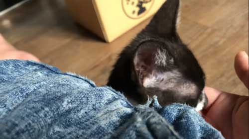 幸せそうな子猫