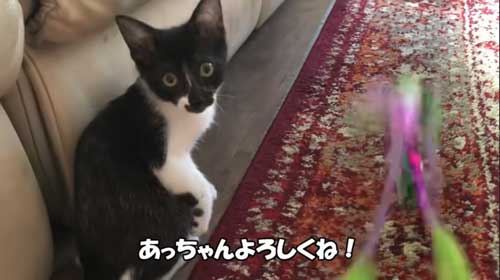 幸せそうな子猫