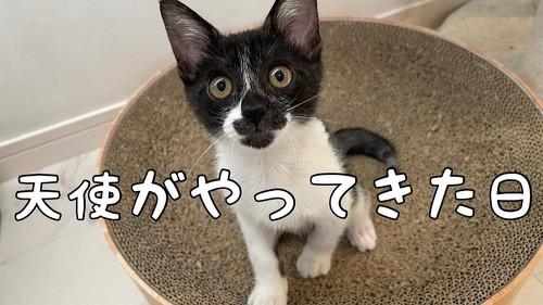 ヒロシが迎えた保護猫