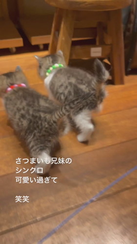 さつまいも兄妹のシンクロ