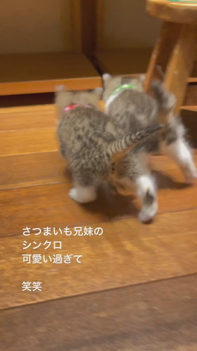 さつまいも兄妹のシンクロ