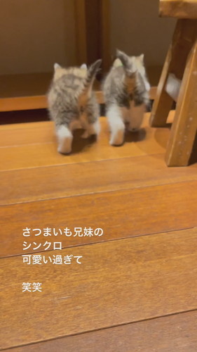 さつまいも兄妹のシンクロ