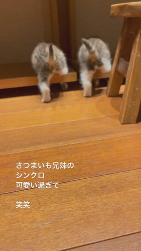 さつまいも兄妹のシンクロ