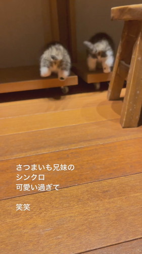 さつまいも兄妹のシンクロ