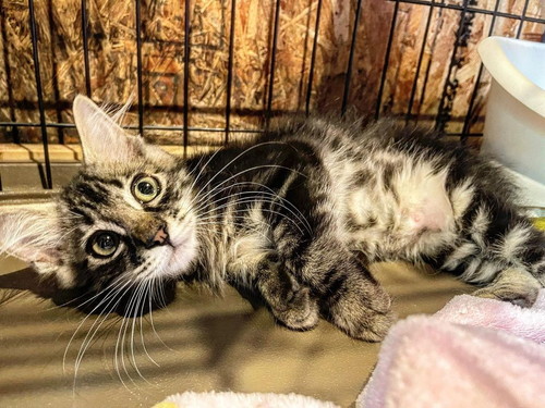 猫ちゃんたち