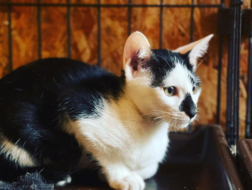 猫ちゃんたち