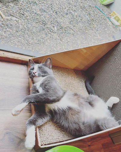 猫ちゃんたち