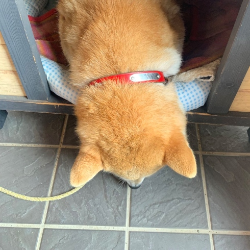 なでてほしい犬