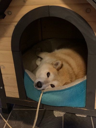 あざらしに見える犬