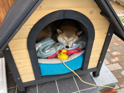 おもちゃと遊ぶ犬