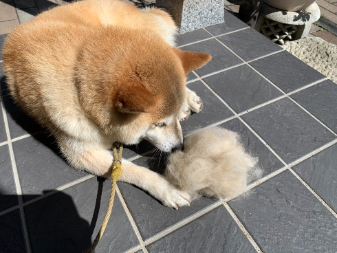 換毛期の犬