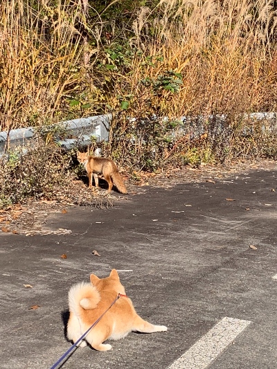 狐に遭遇した犬
