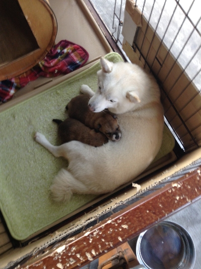 生まれたばかりの犬