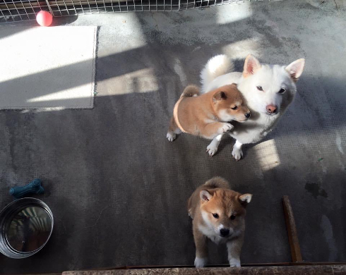 子犬時代の写真