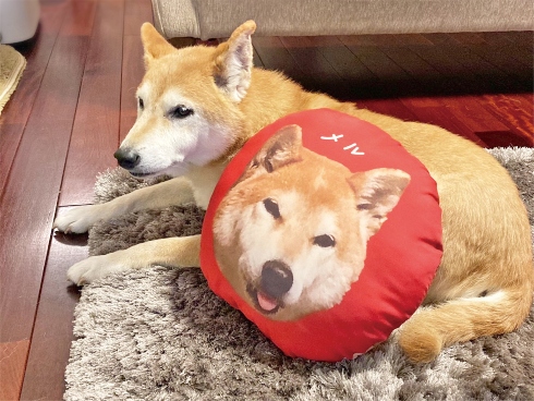 まるっと！うちのコごろーんクッション