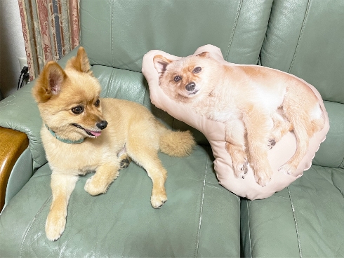 まるっと！うちのコごろーんクッション