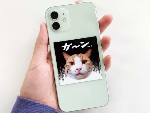 まるっと！うちのコごろーんクッション