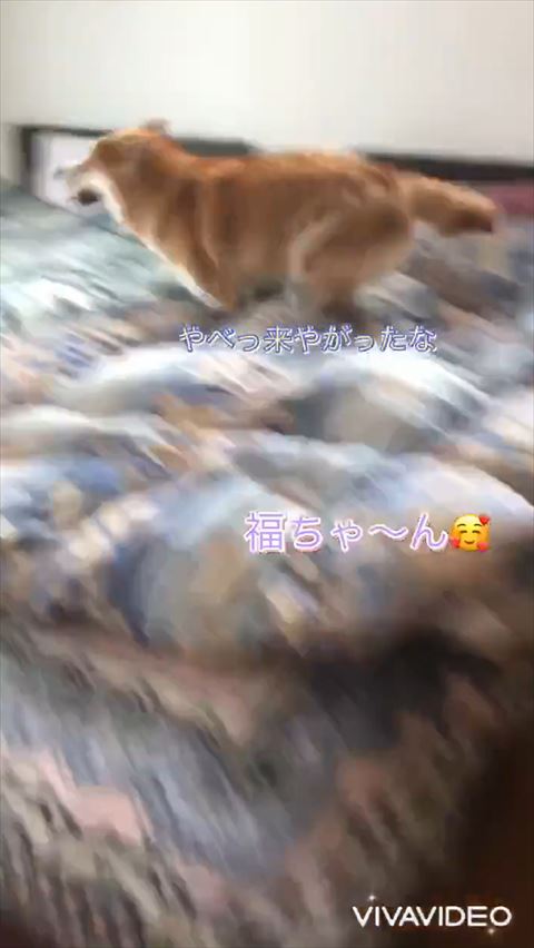 来やがったなテロップ