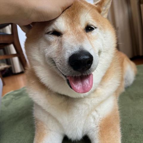 笑ってる柴犬