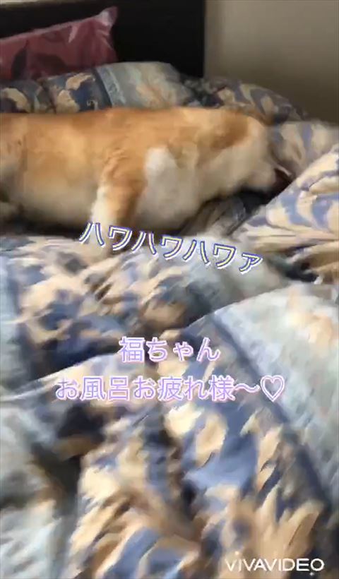 ハワハワテロップ
