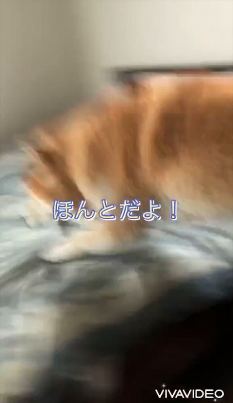 ほんとだよテロップ