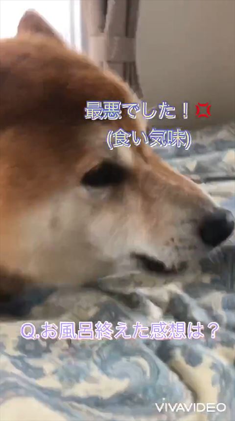 最悪でしたテロップ