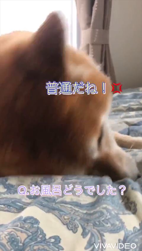 普通だねテロップ