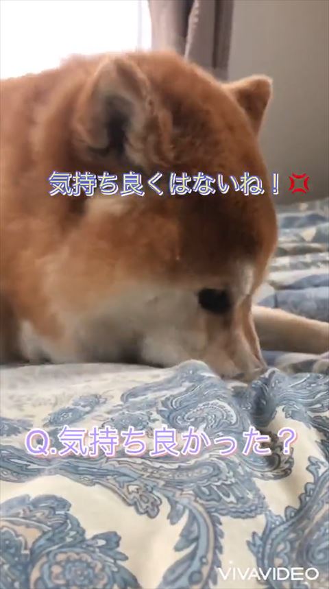 気持ちよくわないねテロップ