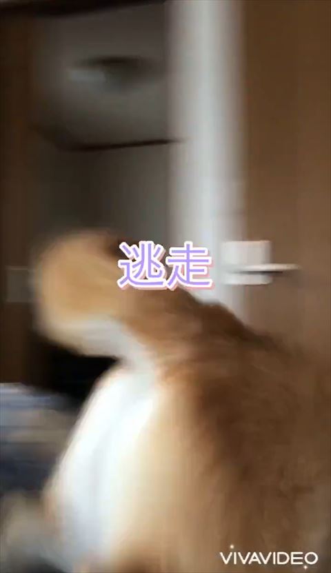 逃走テロップ