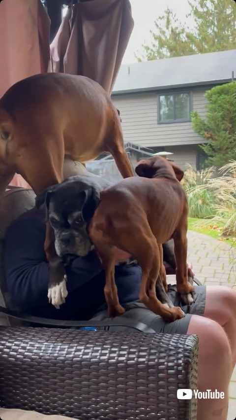 膝の上に集合する犬