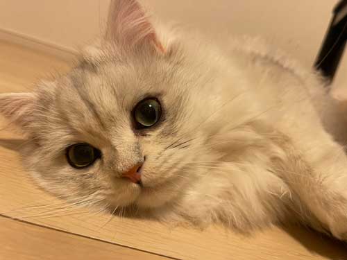 猫 脱走 不在票 ヤマト ドライバー 神対応