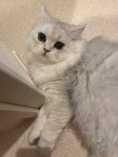 猫 脱走 不在票 ヤマト ドライバー 神対応